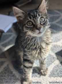 Picture for category Feline Treats & Toys